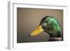 The mallard is a dabbling duck that breeds throughout the Americas, Eurasia, and North Africa.-Richard Wright-Framed Photographic Print