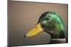 The mallard is a dabbling duck that breeds throughout the Americas, Eurasia, and North Africa.-Richard Wright-Mounted Photographic Print
