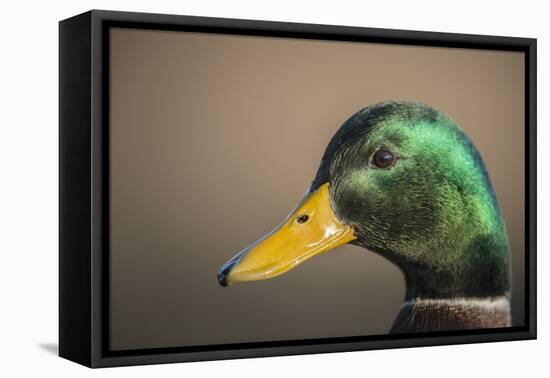 The mallard is a dabbling duck that breeds throughout the Americas, Eurasia, and North Africa.-Richard Wright-Framed Stretched Canvas