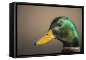 The mallard is a dabbling duck that breeds throughout the Americas, Eurasia, and North Africa.-Richard Wright-Framed Stretched Canvas