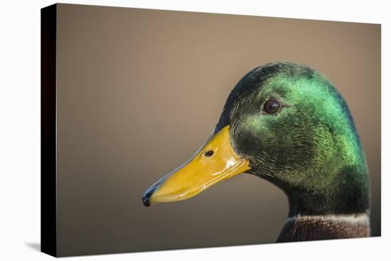 The mallard is a dabbling duck that breeds throughout the Americas, Eurasia, and North Africa.-Richard Wright-Stretched Canvas