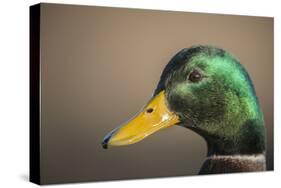 The mallard is a dabbling duck that breeds throughout the Americas, Eurasia, and North Africa.-Richard Wright-Stretched Canvas