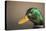 The mallard is a dabbling duck that breeds throughout the Americas, Eurasia, and North Africa.-Richard Wright-Stretched Canvas