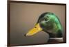 The mallard is a dabbling duck that breeds throughout the Americas, Eurasia, and North Africa.-Richard Wright-Framed Photographic Print