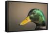 The mallard is a dabbling duck that breeds throughout the Americas, Eurasia, and North Africa.-Richard Wright-Framed Stretched Canvas