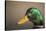 The mallard is a dabbling duck that breeds throughout the Americas, Eurasia, and North Africa.-Richard Wright-Stretched Canvas