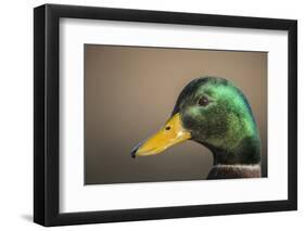 The mallard is a dabbling duck that breeds throughout the Americas, Eurasia, and North Africa.-Richard Wright-Framed Photographic Print