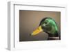 The mallard is a dabbling duck that breeds throughout the Americas, Eurasia, and North Africa.-Richard Wright-Framed Photographic Print