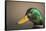 The mallard is a dabbling duck that breeds throughout the Americas, Eurasia, and North Africa.-Richard Wright-Framed Stretched Canvas