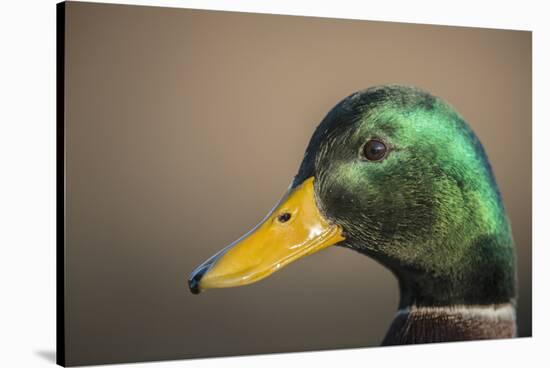 The mallard is a dabbling duck that breeds throughout the Americas, Eurasia, and North Africa.-Richard Wright-Stretched Canvas