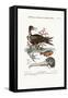 The Man of War Bird, the Chinese Fish, 1749-73-George Edwards-Framed Stretched Canvas