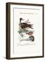 The Man of War Bird, the Chinese Fish, 1749-73-George Edwards-Framed Giclee Print