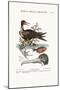 The Man of War Bird, the Chinese Fish, 1749-73-George Edwards-Mounted Giclee Print