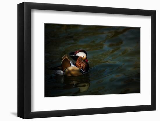 The Mandarin Duck (Aix Galericulata), United Kingdom, Europe-John Alexander-Framed Photographic Print