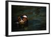 The Mandarin Duck (Aix Galericulata), United Kingdom, Europe-John Alexander-Framed Photographic Print