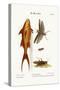 The Mango-Fish. the Great Brown Locust, 1749-73-George Edwards-Stretched Canvas