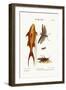 The Mango-Fish. the Great Brown Locust, 1749-73-George Edwards-Framed Giclee Print
