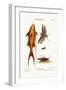 The Mango-Fish. the Great Brown Locust, 1749-73-George Edwards-Framed Giclee Print