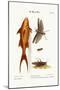 The Mango-Fish. the Great Brown Locust, 1749-73-George Edwards-Mounted Giclee Print