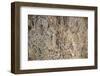 The Mani Stone Carvings in Manaslu Region are Some of Most Detailed and Beautiful in Himalayas-Alex Treadway-Framed Photographic Print