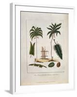 The Manicole and the Cocoa Nut Tree-John Gabriel Stedman-Framed Giclee Print