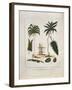 The Manicole and the Cocoa Nut Tree-John Gabriel Stedman-Framed Giclee Print