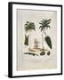 The Manicole and the Cocoa Nut Tree-John Gabriel Stedman-Framed Giclee Print