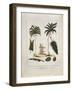 The Manicole and the Cocoa Nut Tree-John Gabriel Stedman-Framed Giclee Print