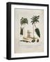 The Manicole and the Cocoa Nut Tree-John Gabriel Stedman-Framed Giclee Print