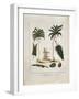 The Manicole and the Cocoa Nut Tree-John Gabriel Stedman-Framed Giclee Print