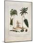 The Manicole and the Cocoa Nut Tree-John Gabriel Stedman-Mounted Giclee Print