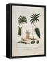 The Manicole and the Cocoa Nut Tree-John Gabriel Stedman-Framed Stretched Canvas