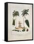 The Manicole and the Cocoa Nut Tree-John Gabriel Stedman-Framed Stretched Canvas