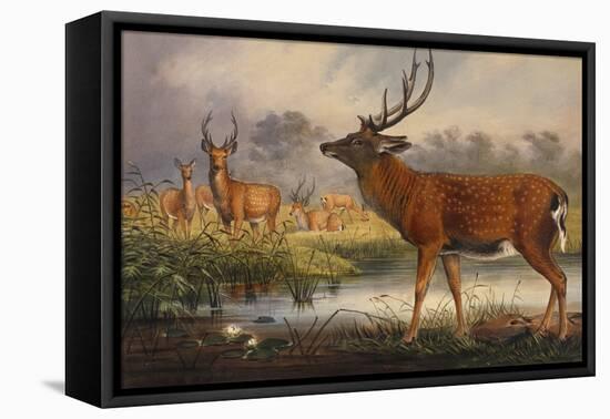 The Mantchurian Deer, Cervus Mantchurias, Zoological Sketches, 1856-Joseph Wolf-Framed Stretched Canvas