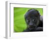 The Mantled Howler, Costa Rica-Andres Morya Hinojosa-Framed Photographic Print