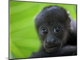 The Mantled Howler, Costa Rica-Andres Morya Hinojosa-Mounted Photographic Print