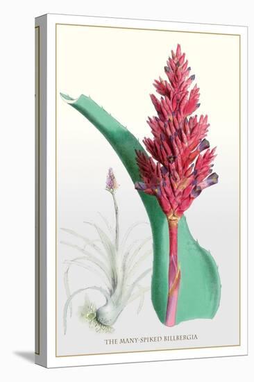 The Many-Spiked Billbergia-null-Stretched Canvas