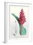 The Many-Spiked Billbergia-null-Framed Art Print