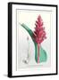 The Many-Spiked Billbergia-null-Framed Art Print