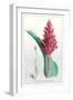 The Many-Spiked Billbergia-null-Framed Art Print