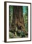 The Mariposa Big Tree Grove, Yosemite - Yosemite, CA-Lantern Press-Framed Art Print