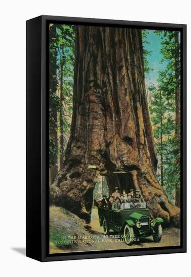 The Mariposa Big Tree Grove, Yosemite - Yosemite, CA-Lantern Press-Framed Stretched Canvas