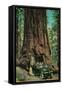 The Mariposa Big Tree Grove, Yosemite - Yosemite, CA-Lantern Press-Framed Stretched Canvas
