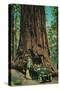 The Mariposa Big Tree Grove, Yosemite - Yosemite, CA-Lantern Press-Stretched Canvas