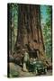 The Mariposa Big Tree Grove, Yosemite - Yosemite, CA-Lantern Press-Stretched Canvas