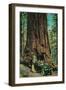 The Mariposa Big Tree Grove, Yosemite - Yosemite, CA-Lantern Press-Framed Art Print