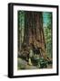 The Mariposa Big Tree Grove, Yosemite - Yosemite, CA-Lantern Press-Framed Art Print