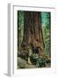 The Mariposa Big Tree Grove, Yosemite - Yosemite, CA-Lantern Press-Framed Art Print