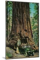 The Mariposa Big Tree Grove, Yosemite - Yosemite, CA-Lantern Press-Mounted Art Print