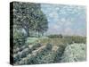 The Market Gardens, 1874-Alfred Sisley-Stretched Canvas